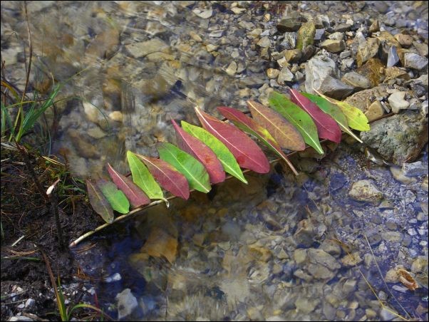 img00013.jpg