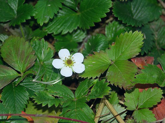 img00007.jpg